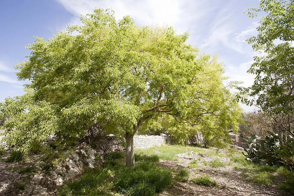Finca Son Coll Hotel Algaida  0*, Algaida (Mallorca)